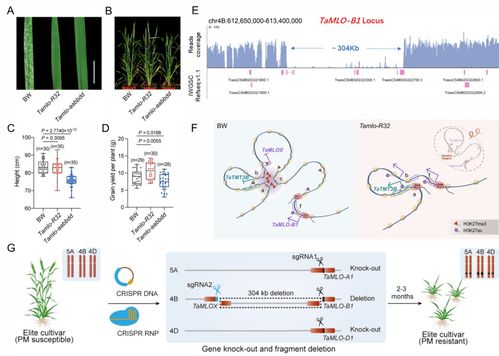 基因剪刀雙重奏 中科院微生物所邱金龍團(tuán)隊(duì)引領(lǐng)小麥抗病高產(chǎn)育種新突破